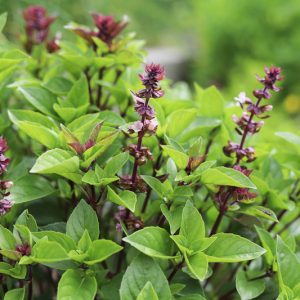 Ocimum basilicum var. thyrsiflora, Thai Basil, Anise Basil, Licorice Basil, Liquorice Basil