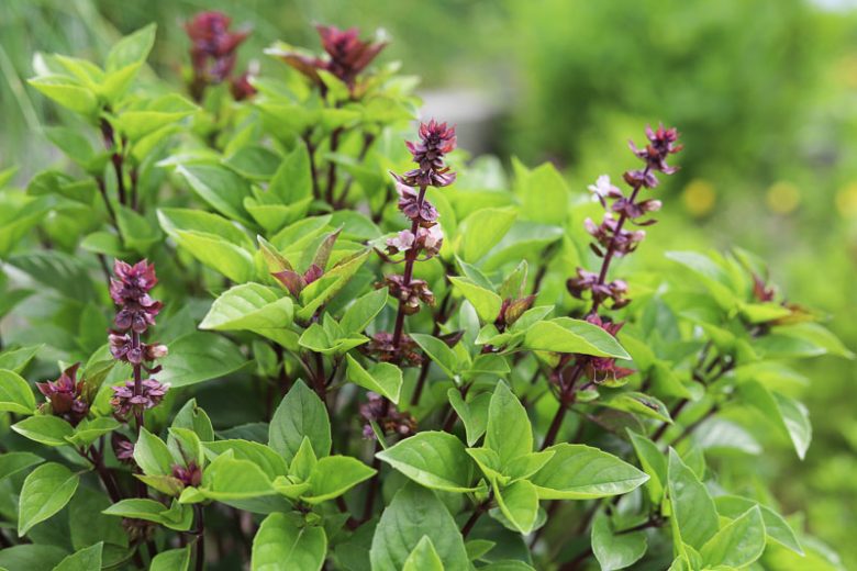 Ocimum basilicum var. thyrsiflora, Thai Basil, Anise Basil, Licorice Basil, Liquorice Basil