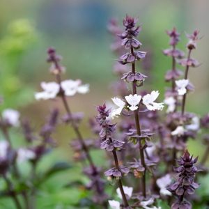Ocimum sanctum, Holy Basil, Monk's Basil, Purple-Stalked Basil, Sacred Basil, Tulsi, Ocimum tenuiflorum