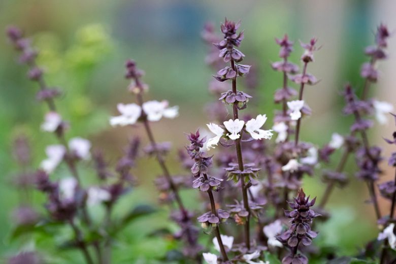 Ocimum sanctum, Holy Basil, Monk's Basil, Purple-Stalked Basil, Sacred Basil, Tulsi, Ocimum tenuiflorum