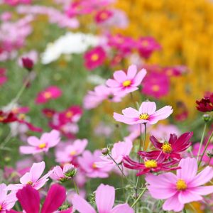 October Birth Flower, Birth Flowers, Birth Month Flowers, Birth Flower, Month Birth Flower, May Birth Flower, June Birth Flower, July Birth Flower
