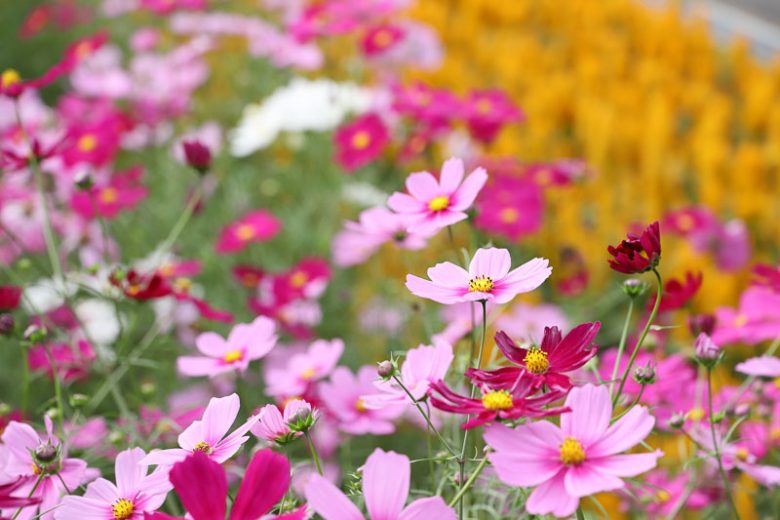October Birth Flower, Birth Flowers, Birth Month Flowers, Birth Flower, Month Birth Flower, May Birth Flower, June Birth Flower, July Birth Flower