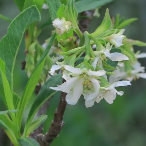Oemleria cerasiformis, Indian Plum, Oso Berry, Oregon Plum, Osmaronia cerasiformis, Nuttallia cerasiformis,  White Flowers, Red Berries, California Native Plants,  California Native Shrubs