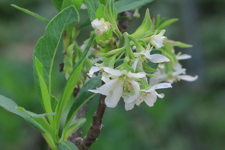 Oemleria cerasiformis, Indian Plum, Oso Berry, Oregon Plum, Osmaronia cerasiformis, Nuttallia cerasiformis,  White Flowers, Red Berries, California Native Plants,  California Native Shrubs