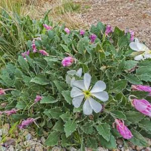 Oenothera caespitosa, Tufted Evening Primrose, Gumbo Evening Primrose, Gumbo Lily, Fragrant Evening Primrose, White Evening Primrose, White flowers