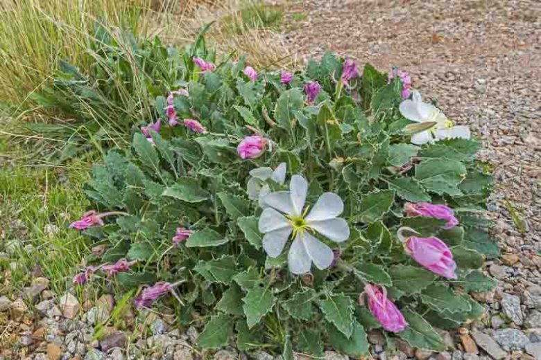 Oenothera caespitosa, Tufted Evening Primrose, Gumbo Evening Primrose, Gumbo Lily, Fragrant Evening Primrose, White Evening Primrose, White flowers