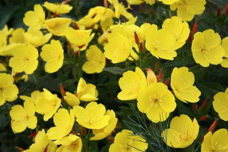 Oenothera fruticosa, Sundrops, Wild Beet, Yellow Flowers, Perennial Flowers