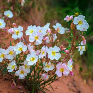 Oenothera pallida, Pale Evening-Primrose, White Evening Primrose, White Buttercup, Pale Evening Primrose, Evening Primrose, White flowers, ground covers, grouncover, perennial ground cover