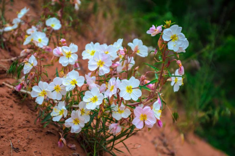 Oenothera pallida, Pale Evening-Primrose, White Evening Primrose, White Buttercup, Pale Evening Primrose, Evening Primrose, White flowers, ground covers, grouncover, perennial ground cover