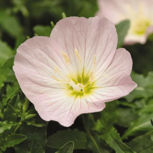 Oenothera speciosa 'Siskiyou', Evening Primrose 'Siskiyou', Pink Ladies 'Siskiyou', Pink Evening Primrose 'Siskiyou', Mexican Primrose 'Siskiyou', pink flowers, ground covers, grouncover, perennial ground cover