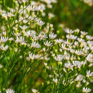 Oligoneuron album, Prairie Goldenrod, Prairie Flat-top-goldenrod, Upland White Aster, Stiff Aster, Sneezewort Aster, Aster ptarmicoides, Inula alba, Solidago asteroides, Solidago ptarmicoides, Unamia alba