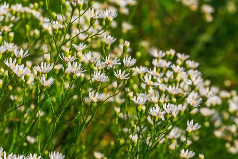 Oligoneuron album, Prairie Goldenrod, Prairie Flat-top-goldenrod, Upland White Aster, Stiff Aster, Sneezewort Aster, Aster ptarmicoides, Inula alba, Solidago asteroides, Solidago ptarmicoides, Unamia alba