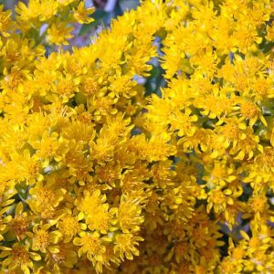 Oligoneuron rigidum, Stiff Goldenrod, Hard-leaf Goldenrod, Solidago rigida