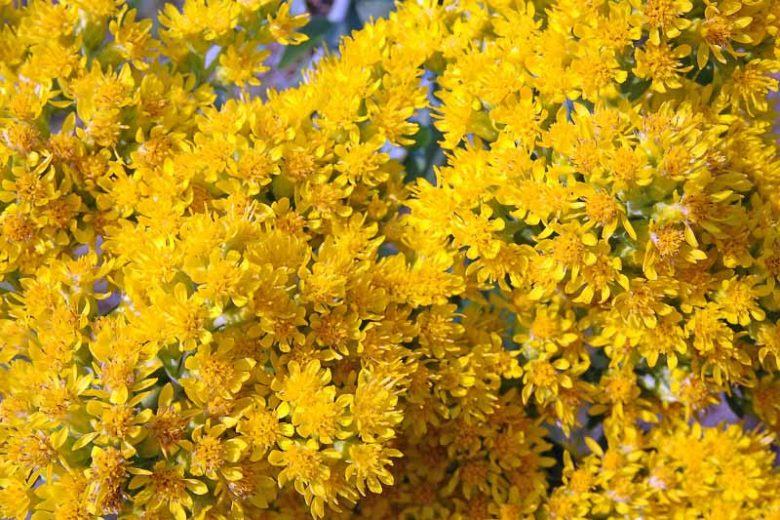 Oligoneuron rigidum, Stiff Goldenrod, Hard-leaf Goldenrod, Solidago rigida