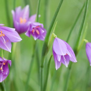 Olsynium douglasii, Sisyrinchium angustifolium, Grass Widow, Purple-Eyed Grass, Purple Rush Lily, Purple Snowdrop, Spring Bell, Spring Satin Flower, Sisyrinchium douglasii, Sisyrinchium grandiflorum, Purple Flowers