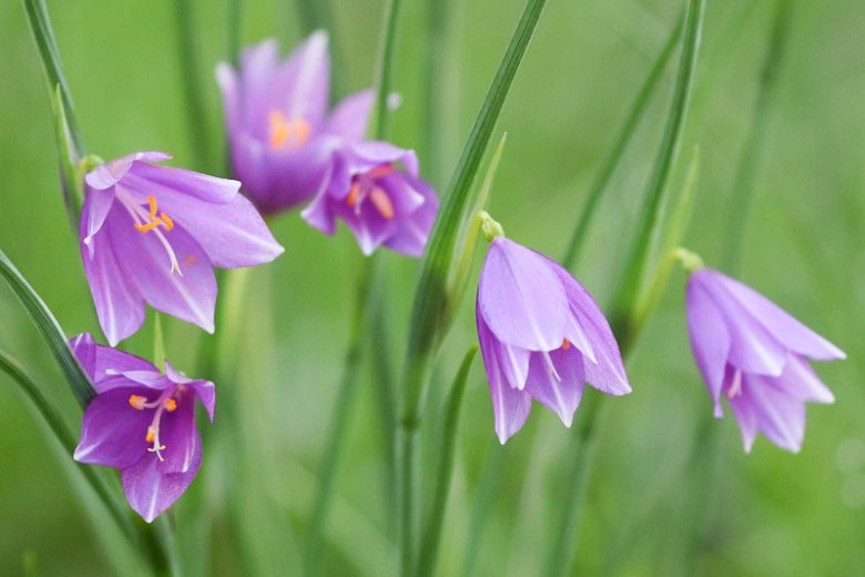 Olsynium douglasii, Sisyrinchium angustifolium, Grass Widow, Purple-Eyed Grass, Purple Rush Lily, Purple Snowdrop, Spring Bell, Spring Satin Flower, Sisyrinchium douglasii, Sisyrinchium grandiflorum, Purple Flowers