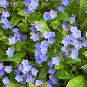 Omphalodes cappadocica, Cappadocian Navelwort, Cappadocian Navelseed, Creeping-Forget-Me-Not, Blue Ground Cover, Blue Flowers