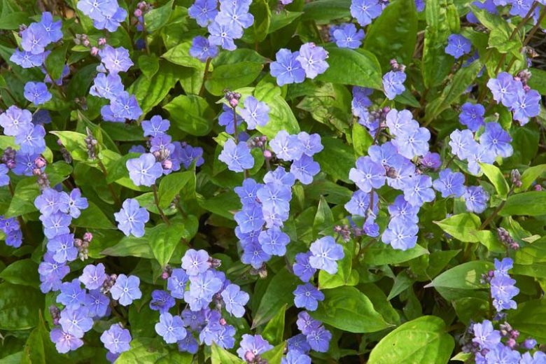Omphalodes cappadocica, Cappadocian Navelwort, Cappadocian Navelseed, Creeping-Forget-Me-Not, Blue Ground Cover, Blue Flowers