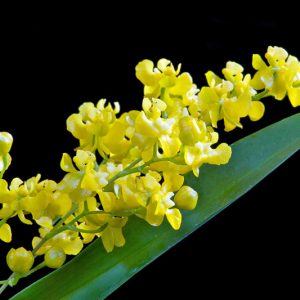 Oncidium cheirophorum, Hand Carrying Oncidium, Colombia Buttercup, Oncidium dielsianum, Oncidium macrorhynchum, Yellow Orchids, Easy Orchids, Easy to Grow Orchids