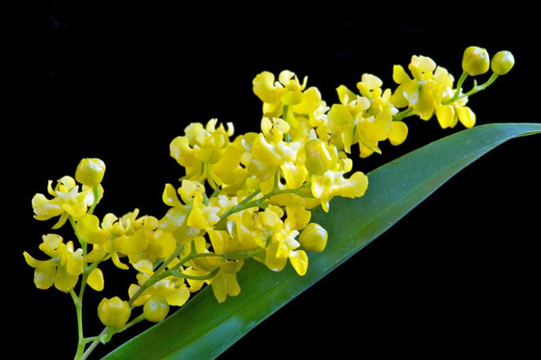 Oncidium cheirophorum, Hand Carrying Oncidium, Colombia Buttercup, Oncidium dielsianum, Oncidium macrorhynchum, Yellow Orchids, Easy Orchids, Easy to Grow Orchids