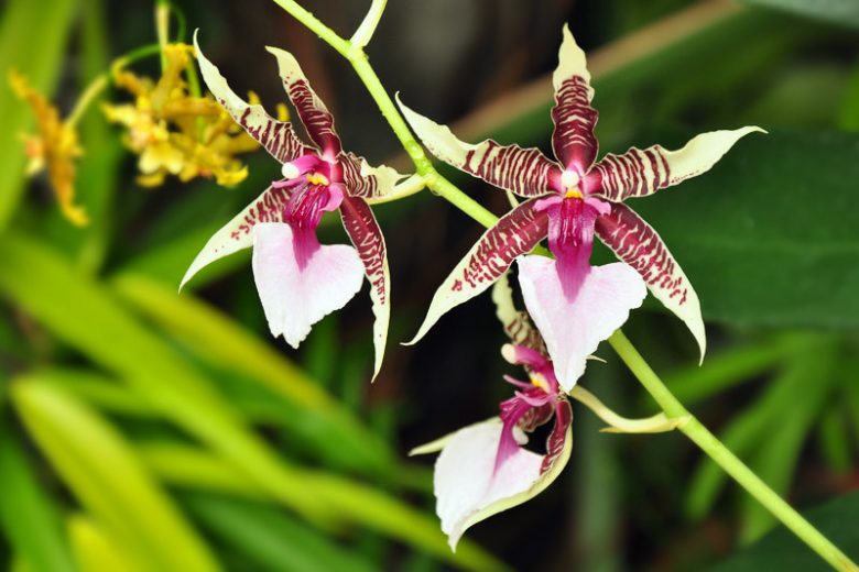 Oncidium hastilabium, Lance-Head Lip Oncidium, Odontoglossum hastilabium, Purple Orchids, Easy Orchids, Easy to Grow Orchids