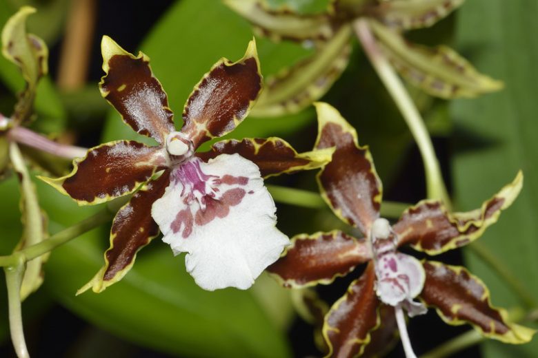 Oncidium Jungle Monarch gx, Dancing Lady Orchid, Fragrant Orchids, Chocolate Orchids, Easy Orchids, Easy to Grow Orchids
