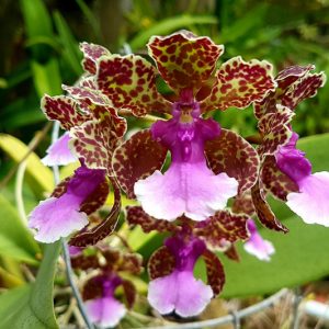 Oncidium lanceanum, Trichocentrum lanceanum, Lance's Trichocentrum, Lophiaris lanceana, Lophiaris fragrans, Oncidium lanceanum, Purple Orchids, Easy Orchids, Easy to Grow Orchids