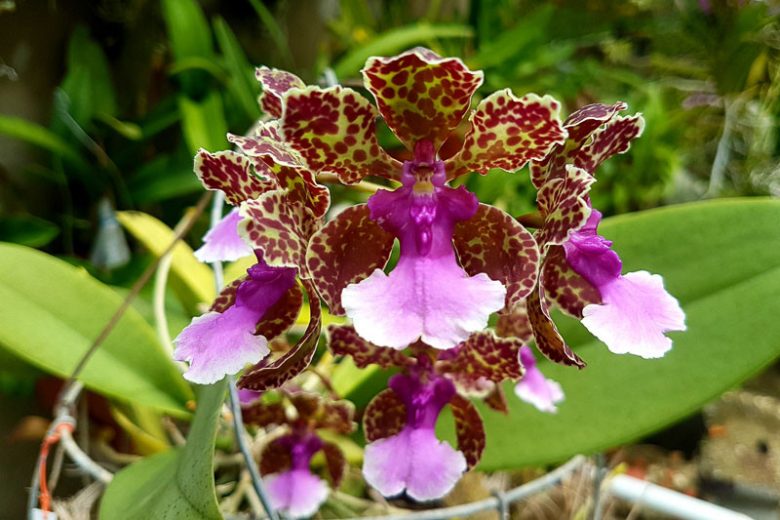 Oncidium lanceanum, Trichocentrum lanceanum, Lance's Trichocentrum, Lophiaris lanceana, Lophiaris fragrans, Oncidium lanceanum, Purple Orchids, Easy Orchids, Easy to Grow Orchids
