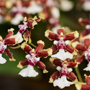 Oncidium Sharry Baby gx, Dancing Lady Orchid, Fragrant Orchids, Chocolate Orchids, Easy Orchids, Easy to Grow Orchids