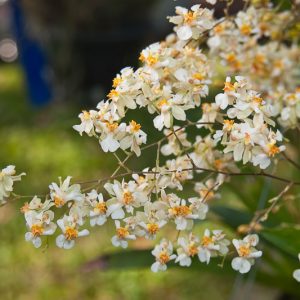 Oncidium Twinkle gx, Dancing Lady Orchid, Fragrant Orchids, White Orchids, Creamy Orchid,  Easy Orchids, Easy to Grow Orchids
