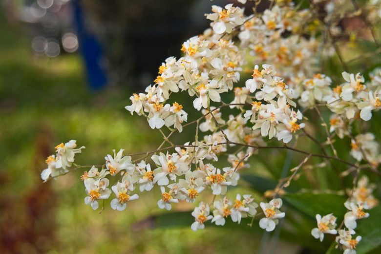 Oncidium Twinkle gx, Dancing Lady Orchid, Fragrant Orchids, White Orchids, Creamy Orchid,  Easy Orchids, Easy to Grow Orchids