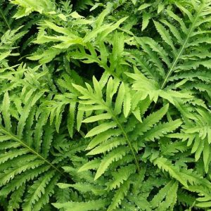 Onoclea sensibilis, Sensitive Fern, Bead Fern, Sympathy Fern, Japanese Ostrich Fern, Ostrich Fern, Shade plants, shade perennial, plants for shade, plants for wet soil