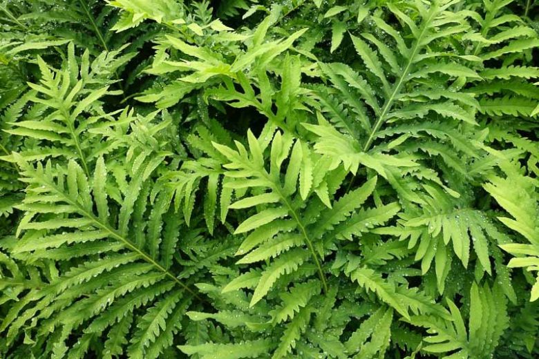 Onoclea sensibilis, Sensitive Fern, Bead Fern, Sympathy Fern, Japanese Ostrich Fern, Ostrich Fern, Shade plants, shade perennial, plants for shade, plants for wet soil