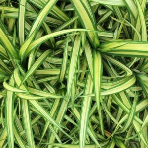 Ophiopogon jaburan  'Vittatus', Aztec Grass 'Vittatus', Giant Lilyturf 'Vittatus', Mondo Grass 'Vittatus', Snakebeard 'Vittatus', White Lilyturf 'Vittatus', Variegated grass
