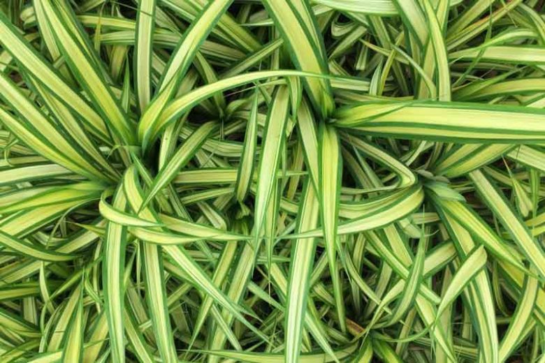 Ophiopogon jaburan  'Vittatus', Aztec Grass 'Vittatus', Giant Lilyturf 'Vittatus', Mondo Grass 'Vittatus', Snakebeard 'Vittatus', White Lilyturf 'Vittatus', Variegated grass