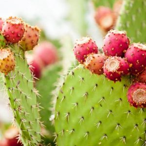 Opuntia elatior, Red-Flower Prickly Pear, Broad Prickly Pear, Cactus tuna var. elatior, Opuntia bergeriana, Opuntia megalantha, Opuntia nigricans, succulent, cactus, drought tolerant plant