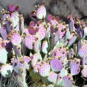 Opuntia santarita Tubac, Santa Rita Prickly Pear, Opuntia santa-rita, Opuntia gosseliniana var. santarita, Opuntia chlorotica var. santarita, Opuntia violacea var. santarita, pink succulent, pink cactus, purple cactus, drought tolerant plant,