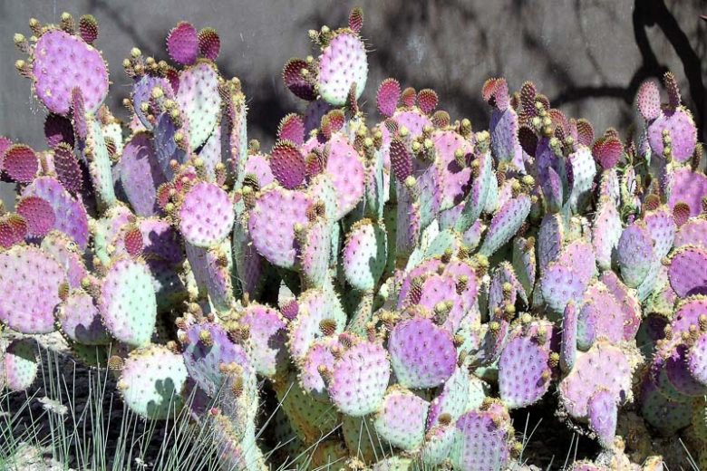 Opuntia santarita Tubac, Santa Rita Prickly Pear, Opuntia santa-rita, Opuntia gosseliniana var. santarita, Opuntia chlorotica var. santarita, Opuntia violacea var. santarita, pink succulent, pink cactus, purple cactus, drought tolerant plant,