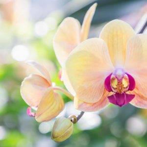 Orchid, Orchids, Orchid Care, Orchid Flower, Blue Orchid, Black Orchid, White Orchid, Purple Orchid