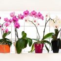 Orchids, Phalaenopsis Orchids, Cattleya orchids, Cymbidium orchids, Dendrobium orchids, Encyclia orchids, Miltonia Orchids, Oncidium Orchids, Paphiopedlium Orchids
