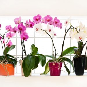 Orchids, Phalaenopsis Orchids, Cattleya orchids, Cymbidium orchids, Dendrobium orchids, Encyclia orchids, Miltonia Orchids, Oncidium Orchids, Paphiopedlium Orchids