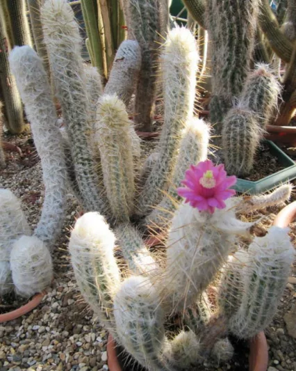 Oreocereus leucotrichus, Old Man Of The Andes, Arequipa leucotricha, Arequipa neoleucotricha, Borzicactus leucotrichus, Echinocactus leucotrichus