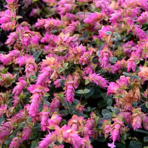Origanum 'Buckland', Oregano 'Buckland', Ornamental Oregano 'Buckland', Wild marjoram 'Buckland', English marjoram 'Buckland', Grove marjoram 'Buckland', Pot marjoram 'Buckland', Wintersweet 'Buckland'