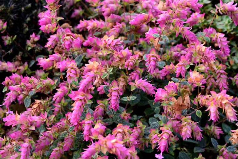 Origanum 'Buckland', Oregano 'Buckland', Ornamental Oregano 'Buckland', Wild marjoram 'Buckland', English marjoram 'Buckland', Grove marjoram 'Buckland', Pot marjoram 'Buckland', Wintersweet 'Buckland'