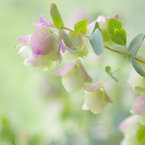 Origanum 'Kent Beauty', Oregano 'Kent Beauty', Ornamental Oregano 'Kent Beauty', Wild Marjoram 'Kent Beauty', English Marjoram 'Kent Beauty', Pot Marjoram 'Kent Beauty', Wintersweet 'Kent Beauty'