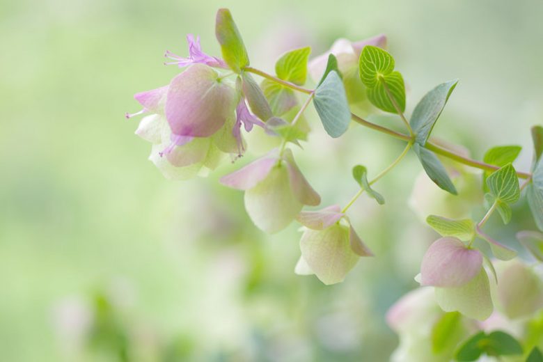 Origanum 'Kent Beauty', Oregano 'Kent Beauty', Ornamental Oregano 'Kent Beauty', Wild Marjoram 'Kent Beauty', English Marjoram 'Kent Beauty', Pot Marjoram 'Kent Beauty', Wintersweet 'Kent Beauty'