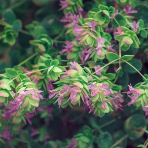 Origanum dictamnus, Dittany of Crete, Cretan Dittany, Hop Marjoram, Hop Plant