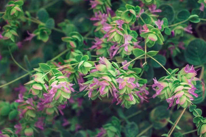 Origanum dictamnus, Dittany of Crete, Cretan Dittany, Hop Marjoram, Hop Plant