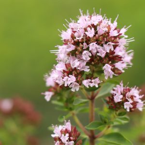 Origanum majorana, Sweet Marjoram, Garden Marjoram, Knotted Marjoram, Pot Marjoram