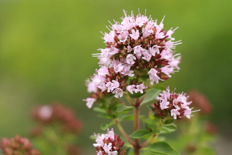 Origanum majorana, Sweet Marjoram, Garden Marjoram, Knotted Marjoram, Pot Marjoram